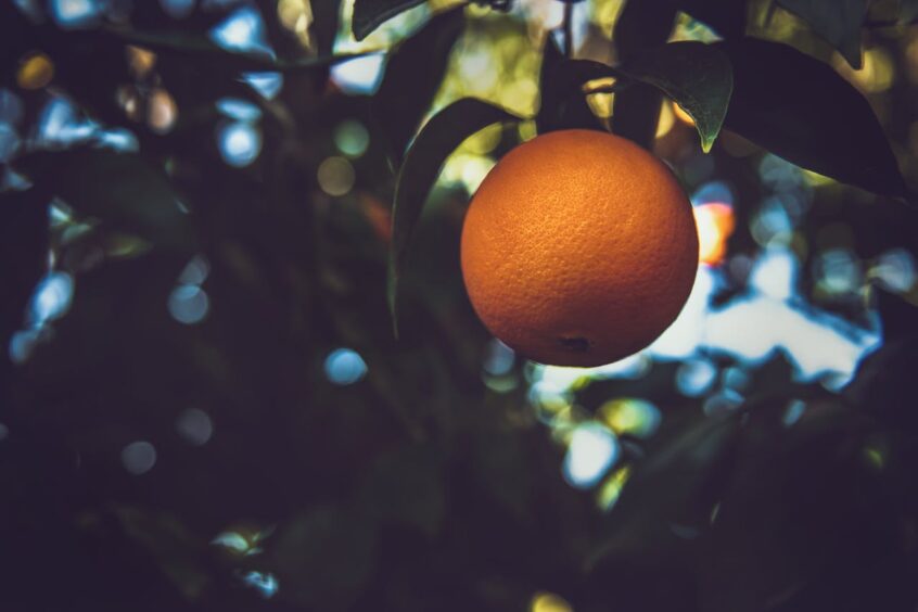 Orange Fruit On Tree
