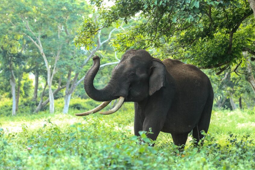 Elephant near trees